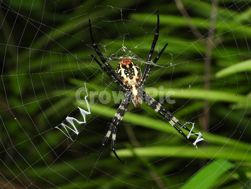 거미,곤충,자연,거미줄,녹색,동물,animal,곤충,벌레,insect,bug
