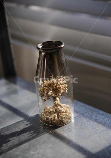 병,유리,소품,꽃,소품사진,꽃,flower,실내용화초,화분,화초,house plant,감성,sensible,feeling,인테리어,실내디자인,interior design