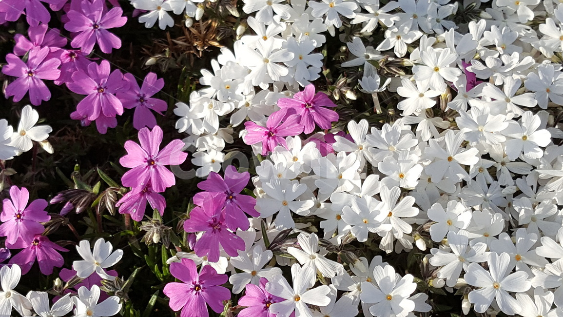 꽃,식물,화단,풍경,자연,식물,자연,plants,nature,꽃,flower