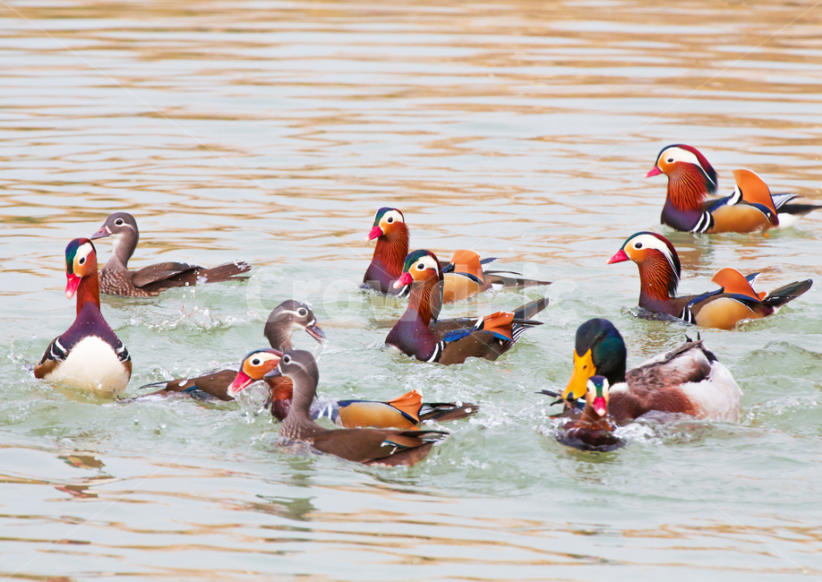 자연,동물,새,원앙,원앙새,야생,야생동물,연못,호수,저수지,겨울,텃새,bird,animal,water,outdoors,옥외,풍경,duck,waterfowl,물새,오리,물오리,비상,동물,animal,조류,새,birds