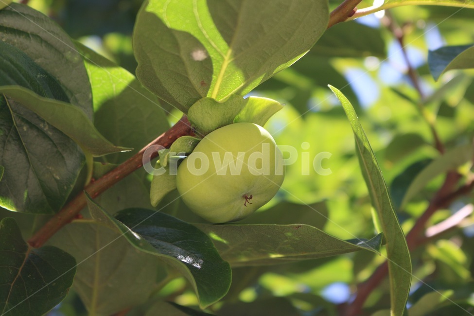 감,감나무,식물,과일,초록,햇빛,그림자,kakinoki,plants,shokubutsu,fruit,kudamono,green,midori,sunlight,hizashi,shadow,kage,과일,열매,fruit
