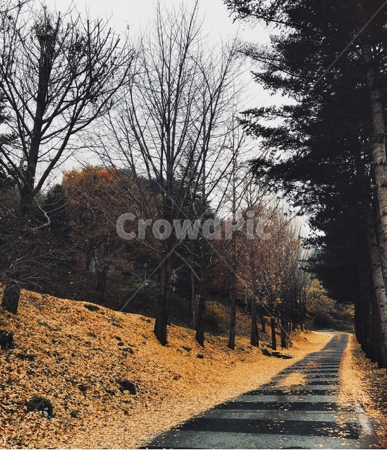 가을,낙엽,단풍,fall,autumn,leaves,가을,계절,fall,autumn,season,자연,풍경,nature,landscape,road,도로,dirt road,흙길,gravel,자갈,asphalt,아스팔트