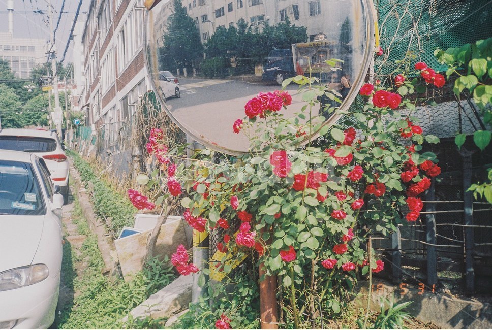 장미,꽃,flower,볼록거울,길거리,식물,자연,plants,nature,꽃,flower,감성,sensible,feeling