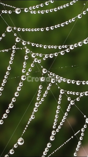 자연,물방울,구슬,비,경치,자연,풍경,nature,landscape