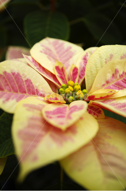 꽃,식물,flower,plant,포인세티아,식물,자연,plants,nature,꽃,flower