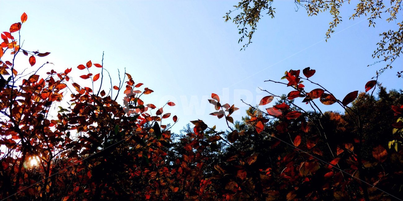 가을,가을단풍,가을빛,가을느낌,가을이미지,가을,계절,fall,autumn,season,leaf,잎,plant,식물,tree,나무