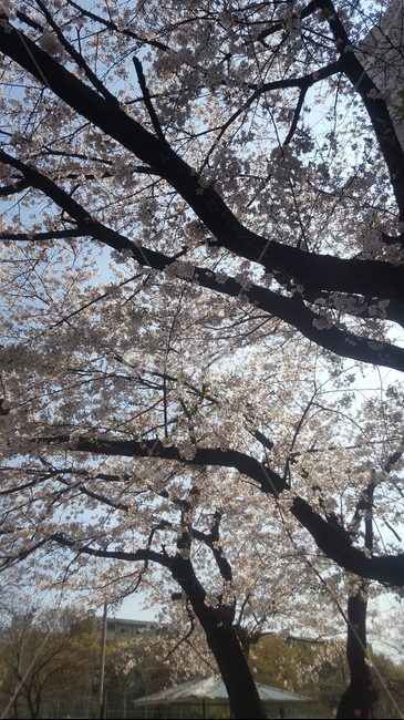 벗꽃,봄풍경,봄,벗꽃나무,공원