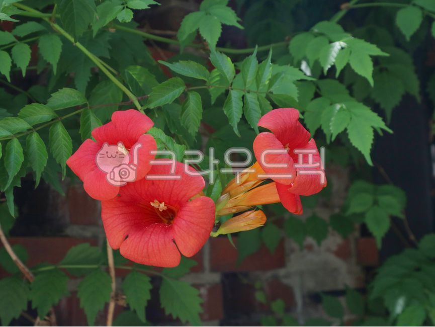 능소화, 덩굴, 꽃, 잎, chinesetrumpetvine, 사진,이미지,일…