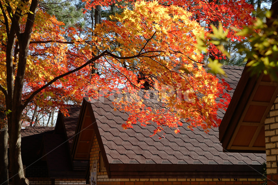 가을,단풍,나무,추색,풍경,감성,계절,가을,계절,fall,autumn,season,건축물,건물외관,exterior,building,structure,architecture,construction,leaf,잎,plant,식물,tree,maple