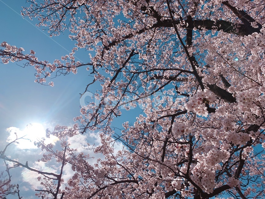 벚꽃,분홍,팝콘,하늘,꽃놀이,핑크,자연,풍경,nature,landscape,나무,trees,wood,plant,식물,blossom,꽃,flower