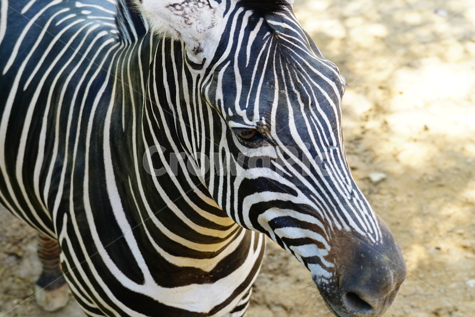 얼룩말,동물,포유류,animal,zebra,동물원,동물,animal,포유류,mammal