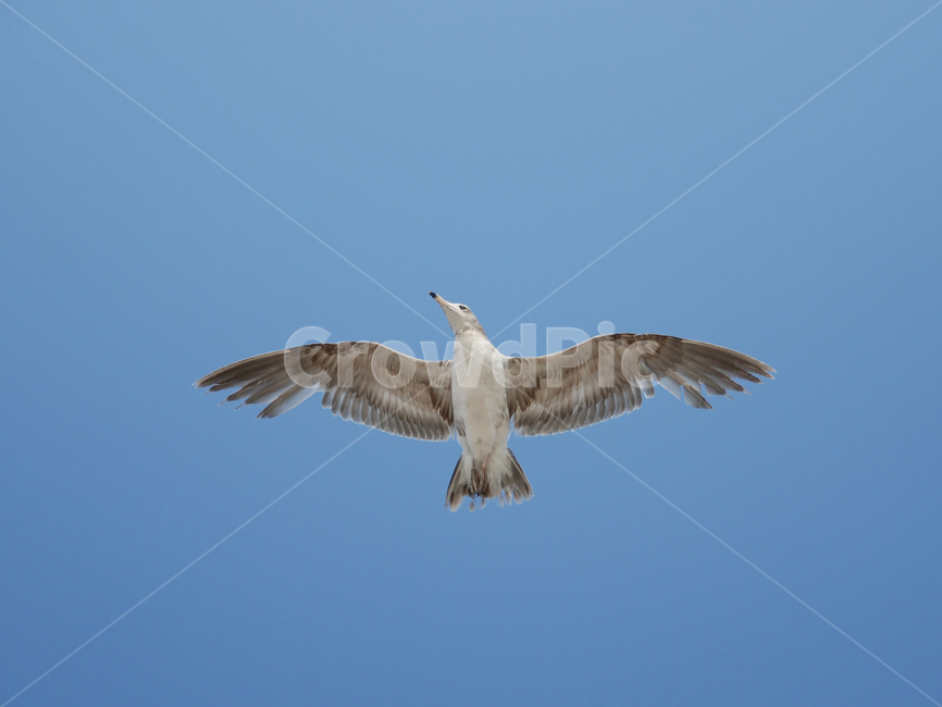 flying,갈매기,바다갈매기,바다새,blacktaildgull,seagull,animal,동물,bird,새