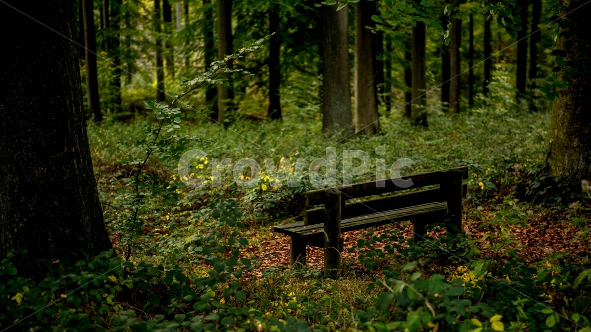 자연,숲,일상,산책,나무,자연,풍경,nature,landscape,휴식,힐링,rest,relaxation,healing,bench,벤치