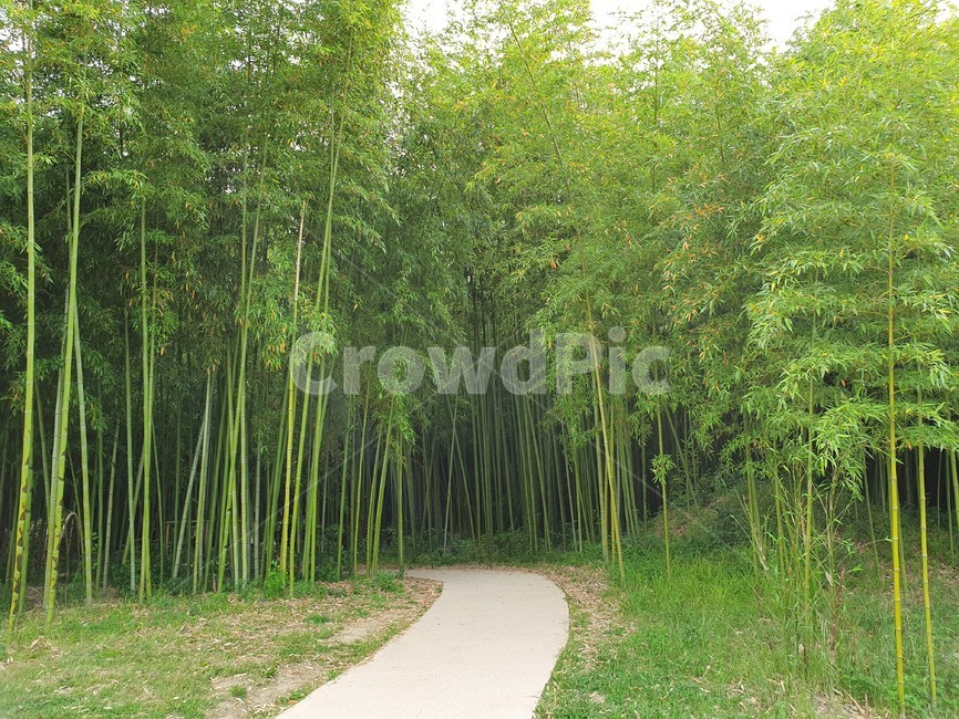 대나무,대나무숲,산책길,자연,풍경,치유,힐링,숲,대숲