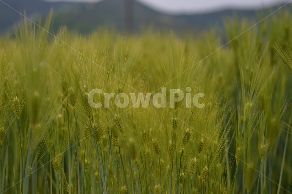 plant,잔디,식물,가을,보리,여름,fall,barley,summer,background,식물,자연,plants,nature