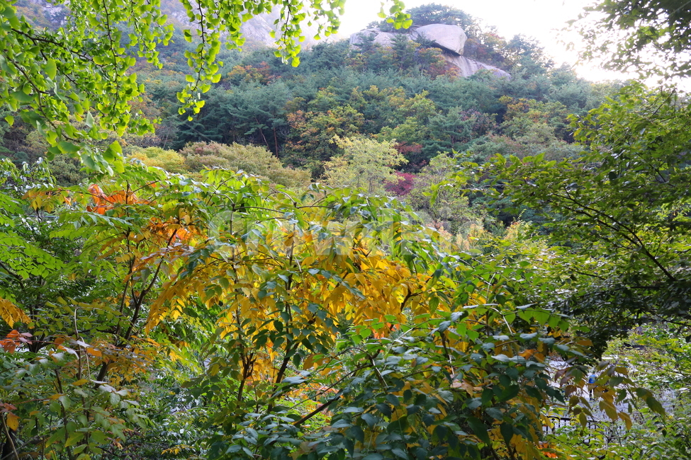 산,북한산,나무,식물,자연,풍경,등산로,산책로,공원,국립공원,북한산국립공원,소나무,자연,풍경,nature,landscape