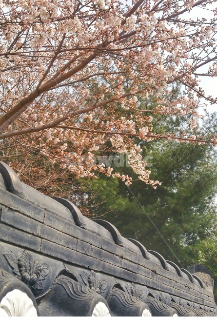 벚꽃,cherryblossom,landscape,봄,spring,꽃나무