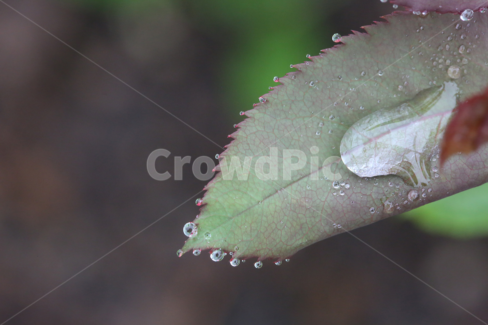 빗방울,raindrop,나뭇잎,물방울,leaf,waterdrop,식물,자연,plants,nature