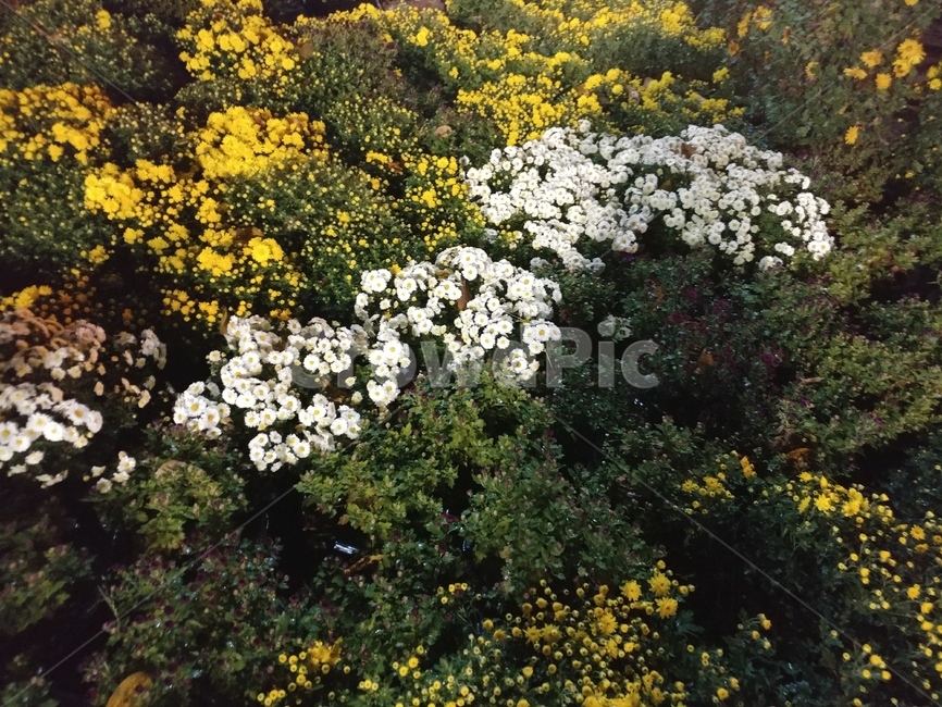 국화,꽃,흰국화,노란국화,화단,식물,자연,plants,nature,꽃,flower