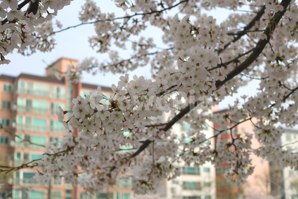 벚꽃,벚나무,벚꽃나무,나무,식물,꽃,장미과,봄,자연,봄,계절,spring,season,도시,풍경,city,landscape,식물,자연,plants,nature,꽃,flower,plant,blossom