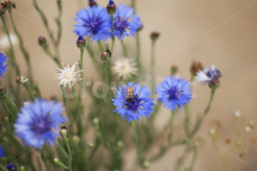 식물,꽃,벌,곤충,자연,식물,자연,plants,nature,꽃,flower,동물,animal,곤충,벌레,insect,bug