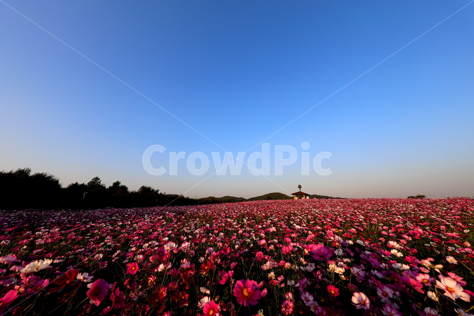 꽃,식물,풍경,가을,하늘,가을,계절,fall,autumn,season,자연,풍경,nature,landscape,blossom,petal,꽃잎,flower,plant