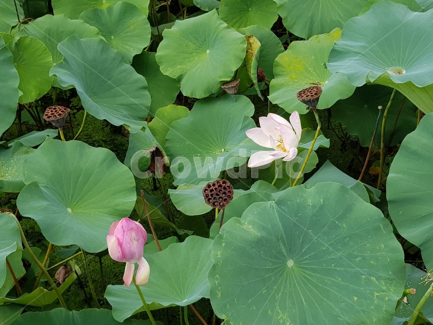 연꽃,연못,정자,잎,나무,lotus,pond,summerhouse,leaf,tree