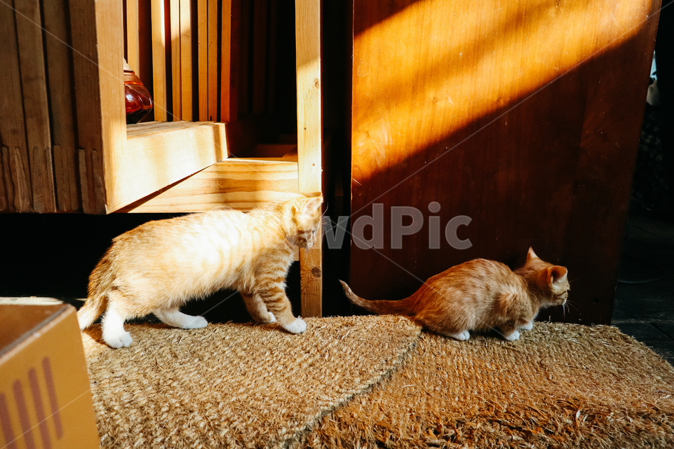 고양이,새끼고양이,아기고양이,길냥이,길고양이,냥이,cat,길냥,냥,동물,animal,포유류,mammal,고양이,cat,kitten,kitty,감성,sensible,feeling