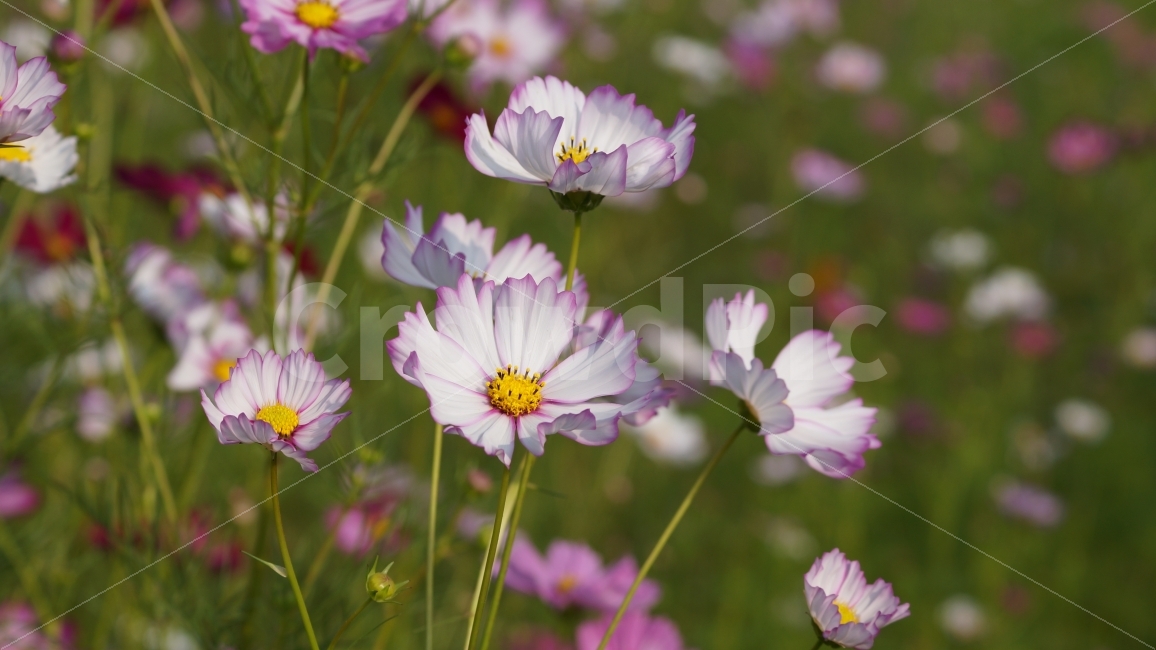 코스모스,가을,꽃,꽃사진,식물,가을,계절,fall,autumn,season,식물,자연,plants,nature,꽃,flower,plant