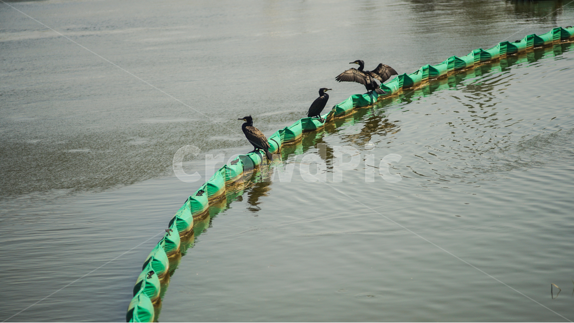 철새,왕송호수,날개짓,햇빛즐기기,날개말리기,동물,animal,조류,새,birds