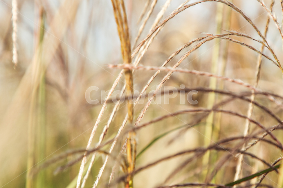 갈대,억새,자연,풍경,가을,계절,하늘공원,공원,풀,가을,계절,fall,autumn,season,자연,풍경,nature,landscape,grass,잔디,plant,식물,lawn
