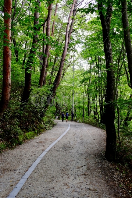 숲,숲길,산,등산,자연,나무,식물,풍경,자연,풍경,nature,landscape,road,도로,dirt road,흙길,gravel,자갈