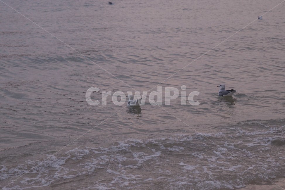 갈매기,바다,노을,자연,가을,해변,바다,beach,sea,동물,animal,조류,새,birds,감성,sensible,feeling