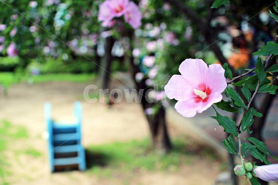 무궁화,대한민국국화,꽃,식물,아름다움,플라워,자연,flower,감성,아웃포커싱,식물,자연,plants,nature,꽃,flower