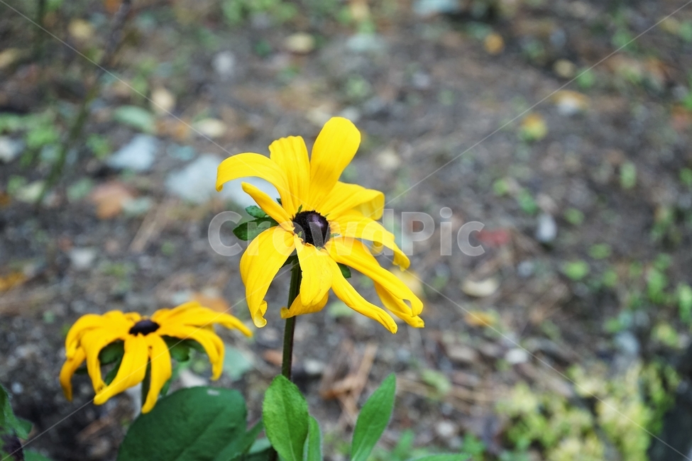 루드베키아,노랑,계절,autumn,fall,nature,bloom,yellow,자연,식물,화단,공원,beautiful,plant,flower,식물,자연,plants,nature,꽃,flower