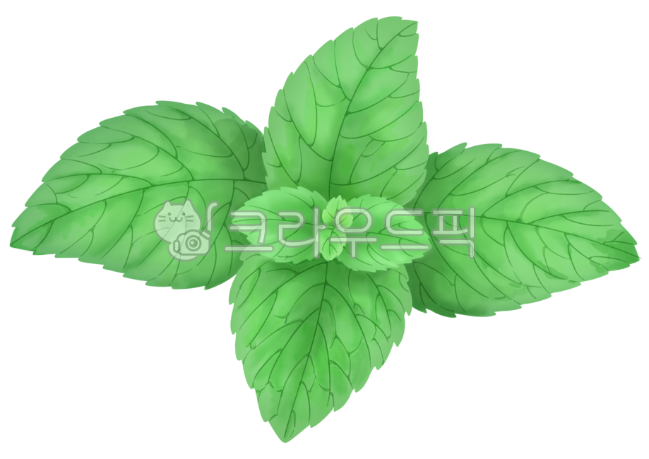 애플민트,민트,허브,식물,자연,herbs,mint,세밀화,수채화,색연필화