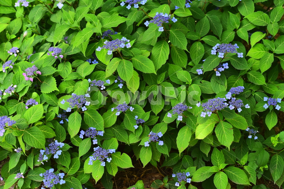 꽃,산수국,식물,나무꽃,보라색,퍼플,flowers,purple,green,초록색,그린,잎새,패턴,바탕,백그라운드,싱그러운,토종,6월,계절,시즌