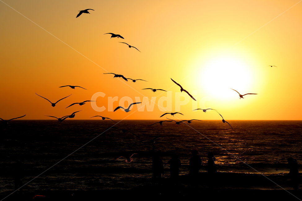 노을,풍경,석양,바다,동물,새,자연,풍경,nature,landscape,동물,animal,조류,새,birds,실루엣,그림자,silhouette,shadow,bird,outdoors,옥외