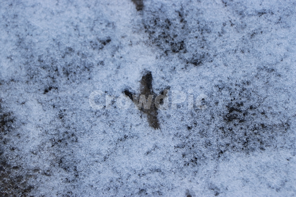 겨울,눈,발자국,winter,snow,배경,겨울,계절,winter,season