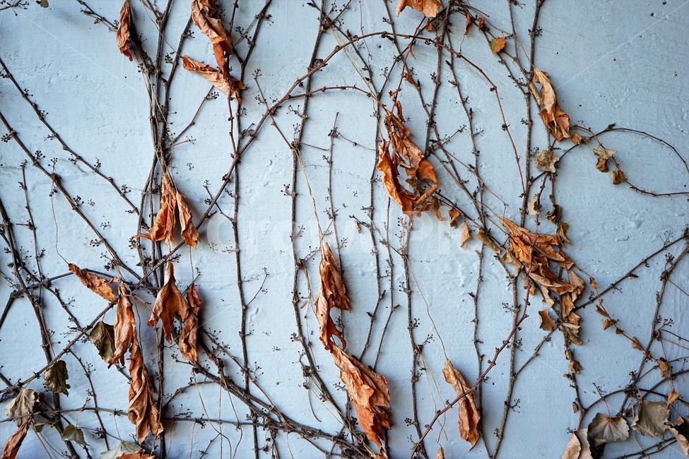 가을,계절,아이비,담쟁이,고착,벽,가을,계절,fall,autumn,season,plant,식물