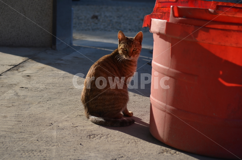 고양이,코숏,코리안,숏헤어,cat,길