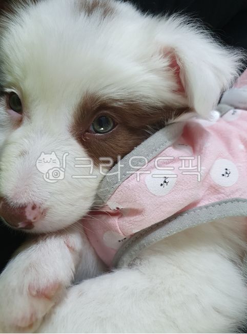 강아지,개,애완동물,반려견,puppy,dog,동물,아기강아지