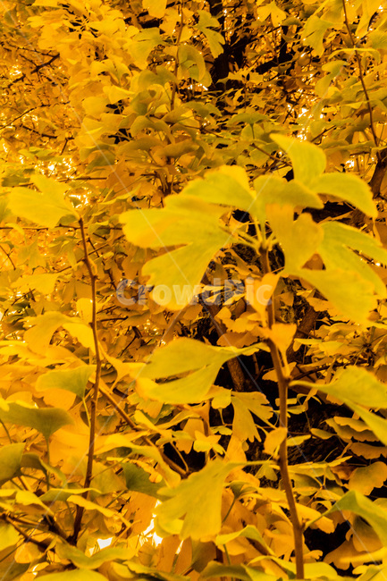 단풍,단풍나무,낙엽,foliage,가을단풍,autumnleaves,가을,계절,fall,autumn,season,leaf,잎,plant,식물,tree,나무