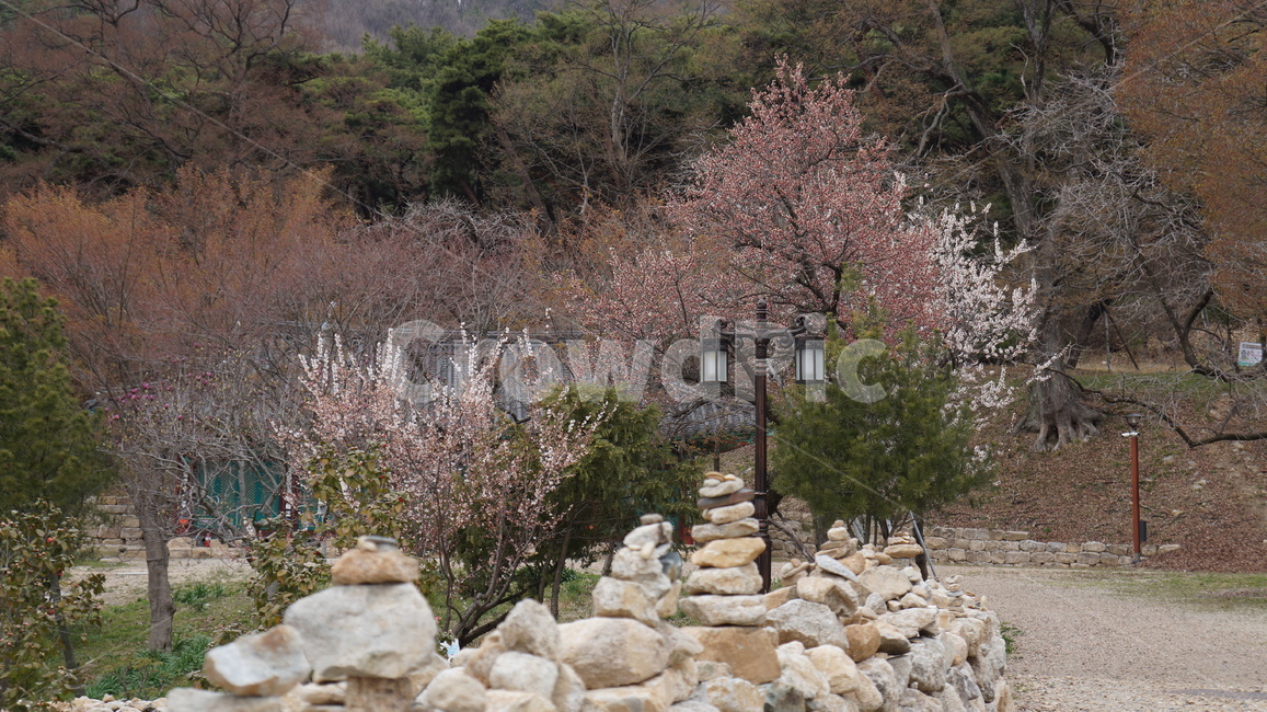 벚꽃,산,풍경,돌담,기와지붕,나무,절
