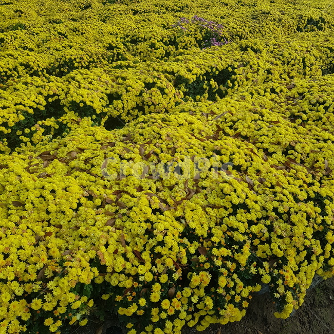 국화꽃,꽃,국화,국화밭,꽃밭,꽃,flower
