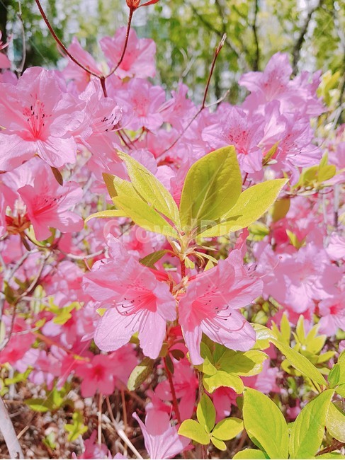 leaf,잎,plant,식물,꽃,진달래꽃,flower,blossom
