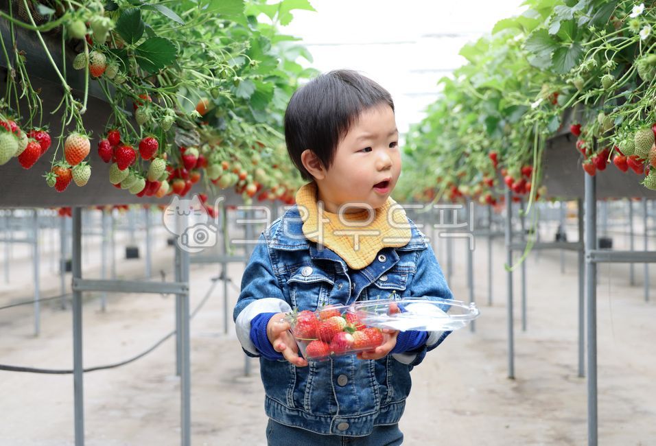 어린이,유아,딸기,수경재배,수직재배,아기,체험,할머니,농장,로컬푸드,가족,바구니,담기,견학,농가,농업,농촌,주말농장,과일,농산물,비닐하우스,밭,농작물,신선한,온실,유기농,잎,재배,채소,한국,한국인