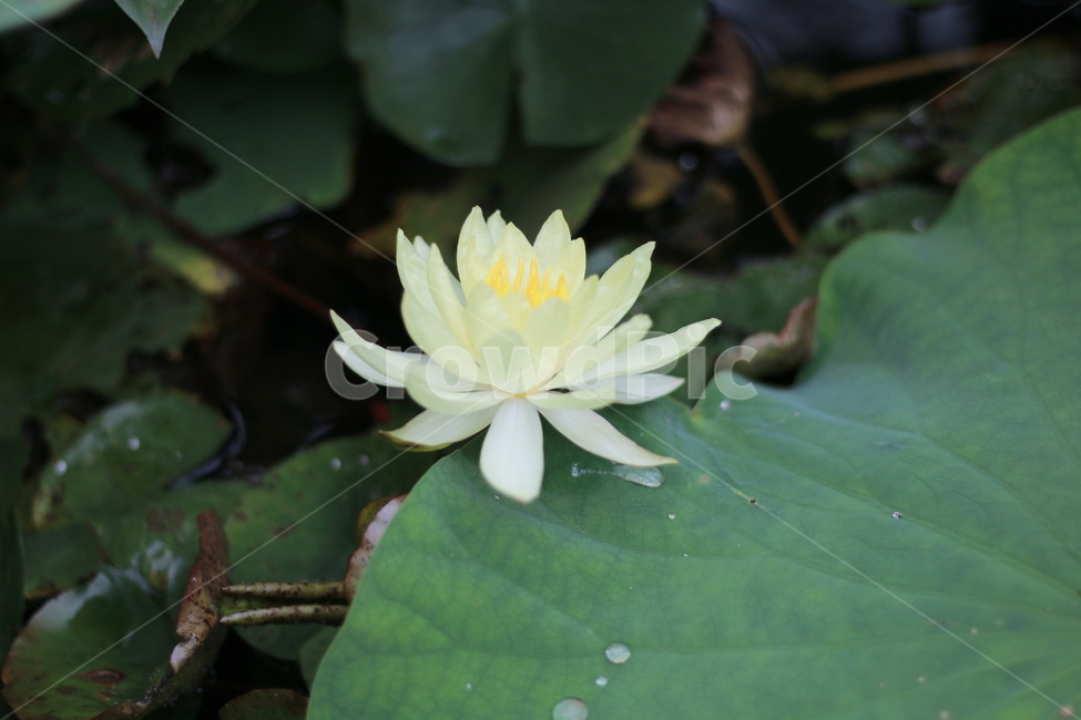 수련,여름꽃,녹색,노란색,노랑,식물,꽃,식물,자연,plants,nature,꽃,flower