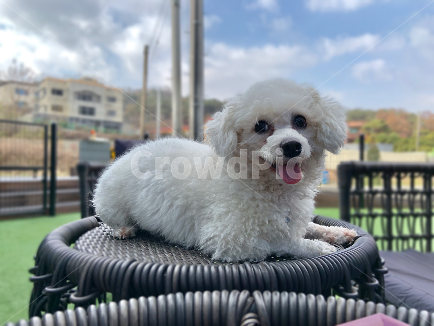 강아지,dog,puppy,비숑,bichon,하늘,sky,동물,animal,포유류,mammal,개,강아지,dog,doggy