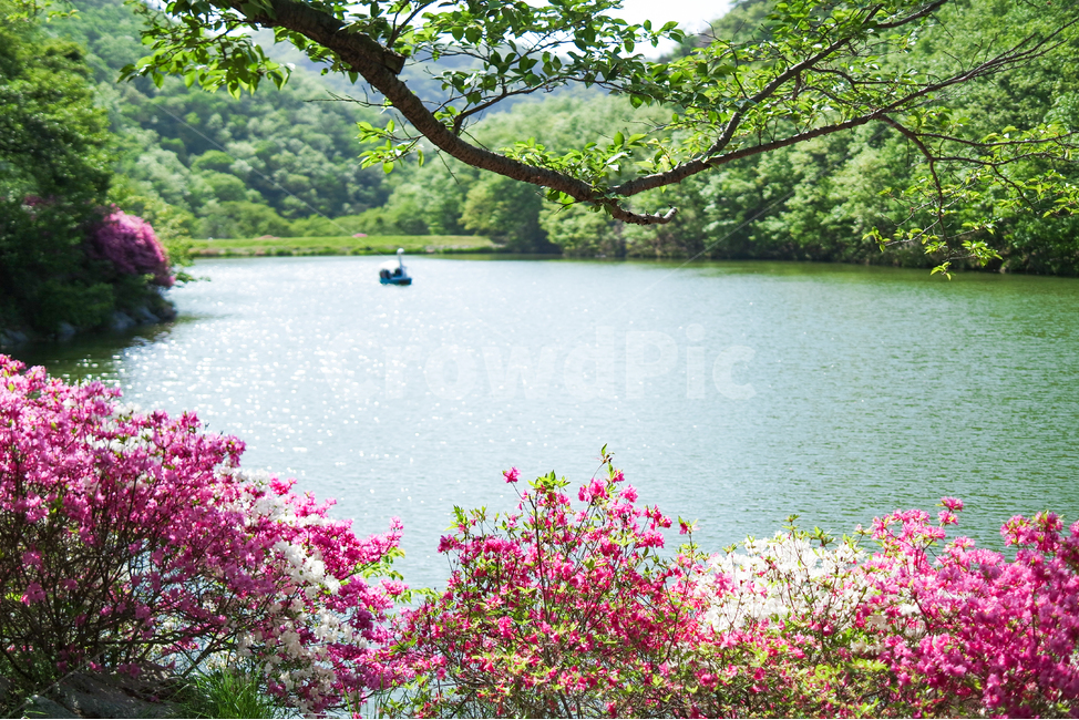 봄,철쭉,진달래,꽃,호수,호숫가,꽃나무,나무,산,봄,계절,spring,season,자연,풍경,nature,landscape,water,물,outdoors,옥외